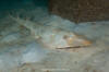 Atlantic guitarfish