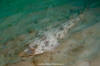 Atlantic guitarfish