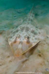 Atlantic guitarfish