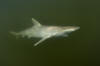 Atlantic Sharpnose Shark