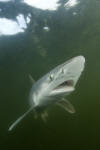 Atlantic Sharpnose Shark