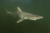 Atlantic Sharpnose Shark
