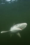 Atlantic Sharpnose Shark