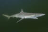 Atlantic sharpnose shark