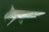 Atlantic Sharpnose Shark