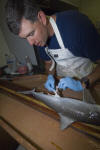 Atlantic Sharpnose Shark Dissection