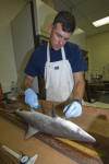 Atlantic Sharpnose Shark Dissection