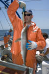 Atlantic Sharpnose Shark Tagging