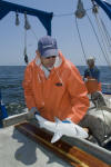 Atlantic Sharpnose Shark Tagging