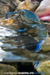 Atlantic blue crab