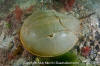 Atlantic Horseshoe Crab