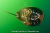 Atlantic Horseshoe Crab