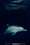 Atlantic Spotted Dolphin