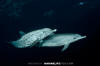 Atlantic Spotted Dolphin