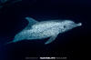 Atlantic Spotted Dolphin