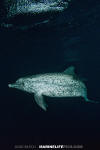 Atlantic Spotted Dolphin