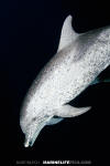 Atlantic Spotted Dolphin