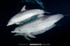 Atlantic Spotted Dolphin