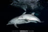 Atlantic Spotted Dolphin