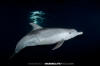 Atlantic Spotted Dolphin