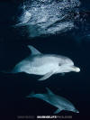 Atlantic Spotted Dolphin