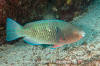 Azure Parrotfish