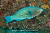 Azure Parrotfish