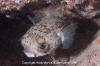 Balloonfish