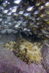 Banded Wobbegong