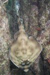 Banded Guitarfish image