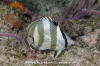 Banded Butterflyfish