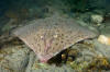 Barndoor Skate