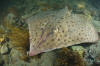 Barndoor Skate