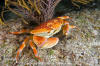 Batwing Coral Crab