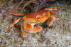 Batwing Coral Crab