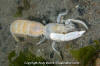 Bay Ghost Shrimp - Neotrypaea californiensis