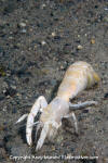 Bay Ghost Shrimp