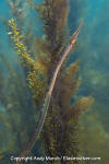 Bay Pipefish