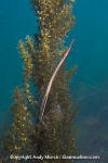 Bay Pipefish