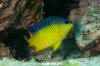 Beaubrummel Damselfish