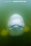 Beluga Whale