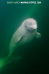 Beluga Whale