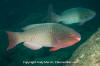 Bicolor Parrotfish