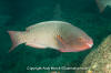 Bicolor Parrotfish