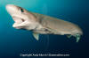 Bigeye Sixgill Shark