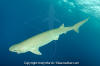 Bigeye Sixgill Shark