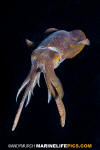 Bigfin Reef Squid