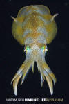 Bigfin Reef Squid