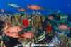 Bigscale Soldierfish 004