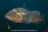 Black and Yellow Rockfish